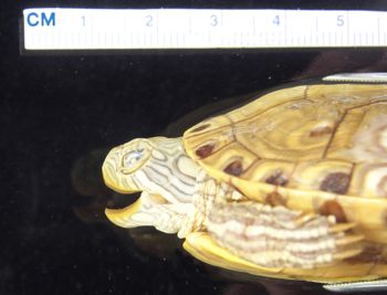 Media type: image; Herpetology R-182906